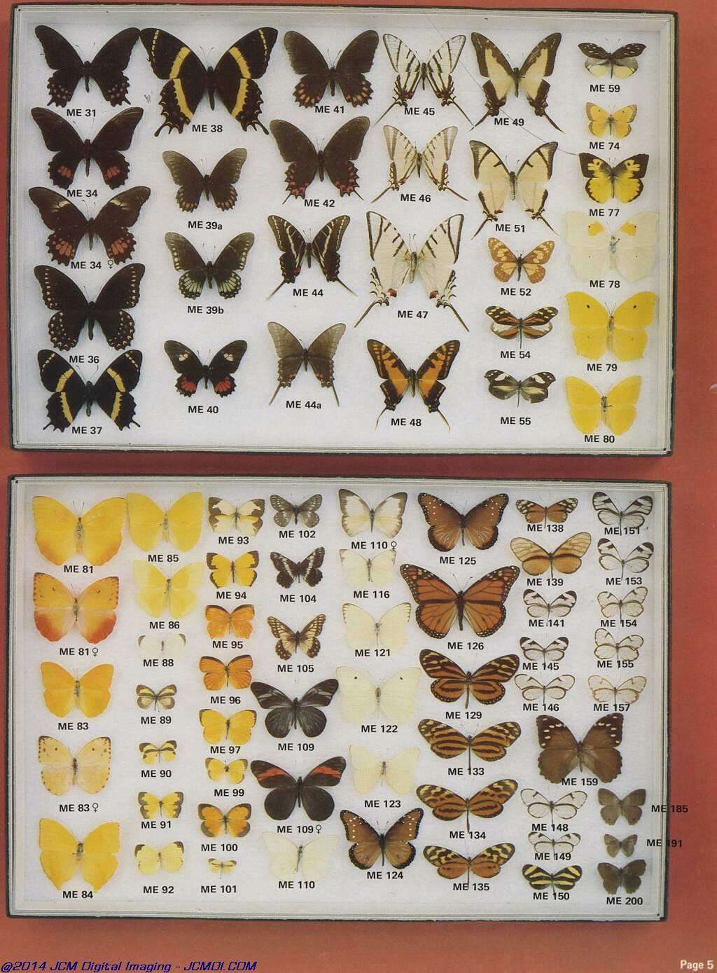 The Butterfly Company (NY) 20 page catalog 1978